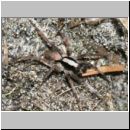 Xerolycosa nemoralis - Wolfsspinne 01a 7mm.jpg